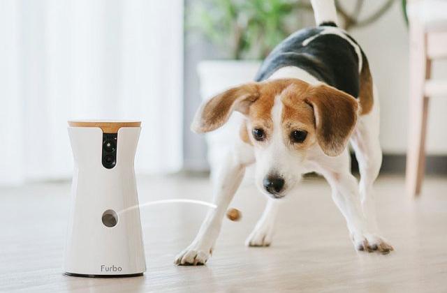 Best Dog Cameras for Your Furry Friend  